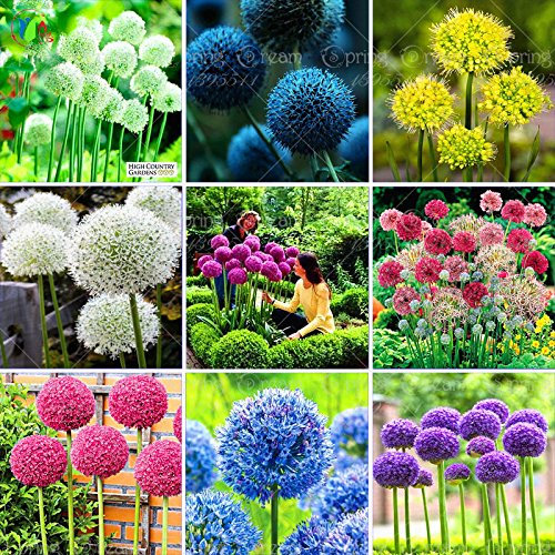 100 Purple Giant Allium Giganteum Beautiful Flower Seeds Garden Plant the budding rate 95% rare flower for kid
