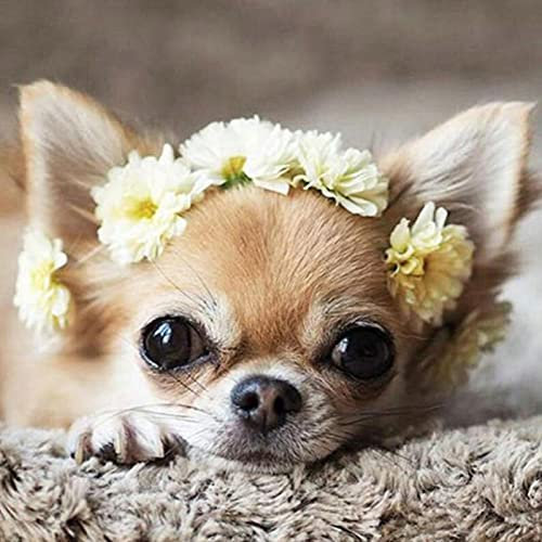 RAILONCH Diamond Painting Kit, Süß Chihuahua Full Diamant Malerei, Hund Crystal Strass Kreuzstich für Haus, Wand Deko, 40x40cm