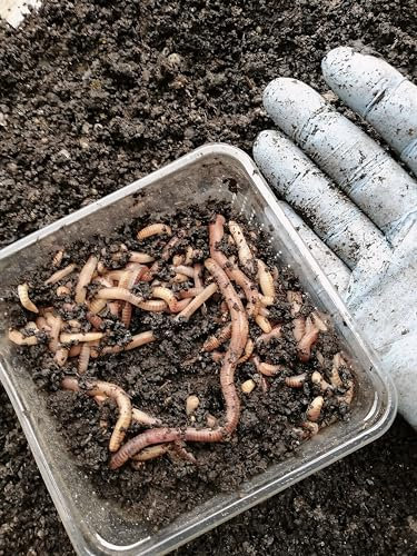 Dendrobenawürmer 1kg Angelwurm Regenwurm lebend Naturköder Lebendköder Dendro