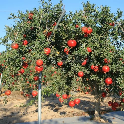 Granatapfelbaum Winterhart: GranatapfelbäUme KöNnen Rauen Bedingungen Wie Hitze, Sonne, Trockenheit, KäLte Und Feuchtigkeit Standhalten.-2zwiebeln