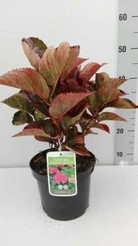 Hydrangea macr. 'Merv. Sanguinea' ('brunette') - Hortensia 'Merveille Sanguine' 25-30 cm en pot