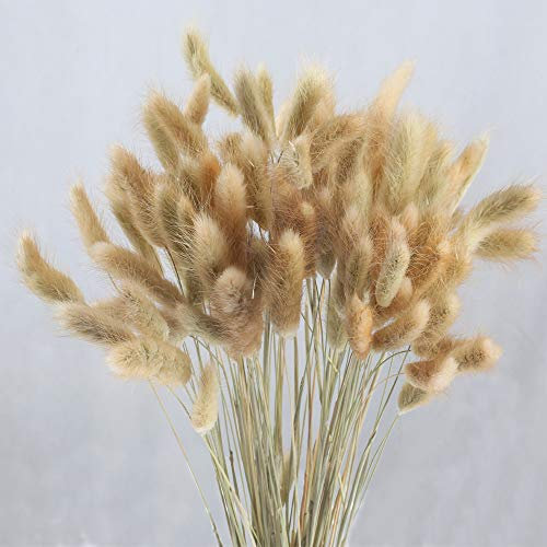 HUAESIN 100pcs Künstliche Blumen Getrocknet Pampasgras Natürliche Trockenblumen Klein Schlifgras Getrocknet Pampas Deko für Hause Hochzeit Party Hotel Vase Terrarium Bodenvase