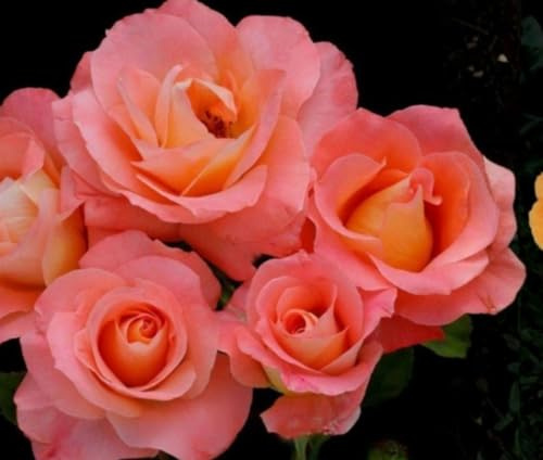 Garden Center Shop | Rosal Sea Pearl 2 L | Rosal Arbustivo con Flores Grandes Bicolor | Ideal Jardín, Terraza o Maceta | Plantacion listas para enraizar | Floración Continua | flor gorda