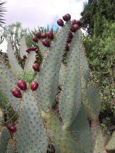Opuntia engelmannii linguiformis LENGUA DE VACA semillas de cactus chumbera