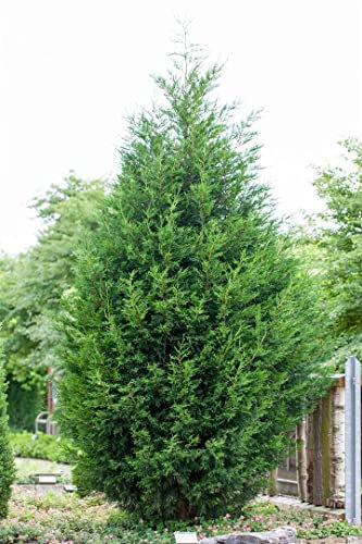Cupressocyparis leylandii 200-225 cm - Leyland-Zypresse, immergrün, ideal als Sichtschutzhecke, schnellwachsend, winterhart, pflegeleicht