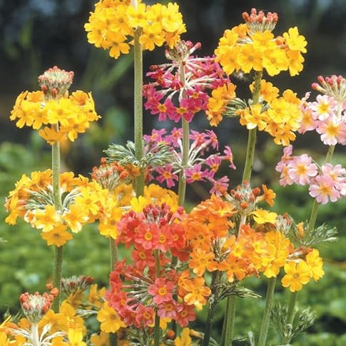 100pcs Primula Candelabra Flower Seeds