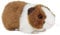 Living Nature Soft Toy - Plush Pet Guinea Pig with Sound, One Supplied (20cm), Brown