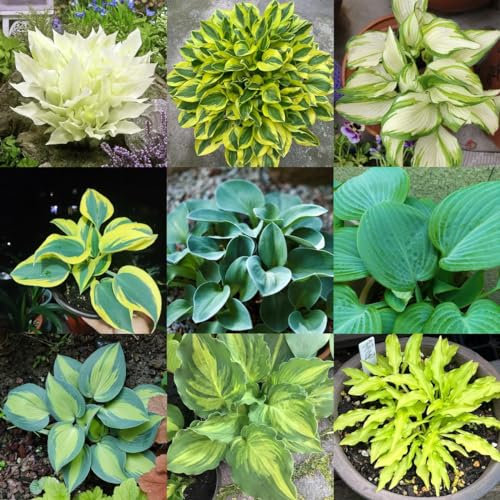 500 pcs Funkien Pflanze Winterhart Samen - Hosta Plantaginea - Winterharte Pflanzen Für Garten Funkien Samen Kleine Geschenke, Balkon Blumen Gewächshaus Balkon Kübelpflanzen Winterhart