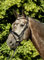 USG Trense ''Lovely Rose', schwarz, schwed. RH