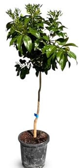 Sunny Tree - Grapefruit - Citrus Paradisi - Zitrusbaum - Obstbaum - 8 jahre alt - 160 zentimeter