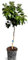 Sunny Tree - Grapefruit - Citrus Paradisi - Zitrusbaum - Obstbaum - 8 jahre alt - 160 zentimeter