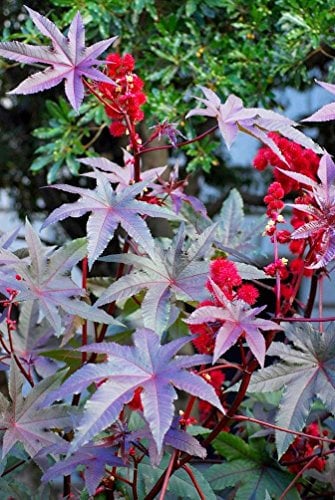 Semi di ricino viola della Nuova Zelanda, Ricinus Communis