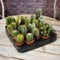 Cactus (Mixto 20) 5,5 cm plantshack no ser engañado por immitaciones