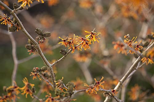 Hamamelis intermedia 'Aphrodite' 50-60 cm - Zaubernuss, orange Blüten, Blütezeit Januar-März, winterhart, ideal für Einzelstellung, pflegeleicht