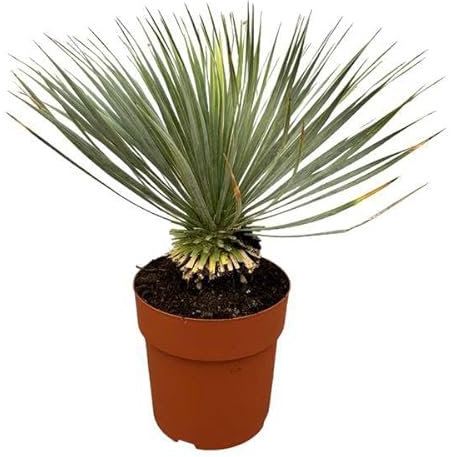 Palmlilie - Yucca Rostrata auf Stiel - Zimmerpflanze - 70 cm - Ø30cm