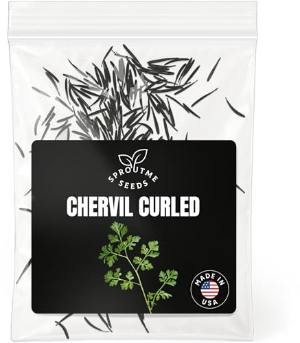 Chervil Winter Seeds for Planting – 300+ Non-GMO Heirloom Gourmet Culinary Herb Seeds (Anthriscus cerefolium)