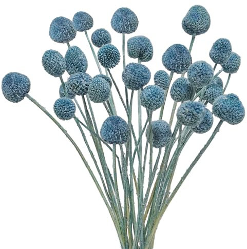 unlemoni Künstliche getrocknete Blumen, blaue Billy Balls, Blumen, Craspedia, Globosa, getrocknete Billy Knopf, Blumenarrangement für Boho, Zuhause, Party, Hochzeit, Vase, Dekoration, 20 Stück