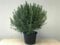 Pianta di Mirto Nano Myrtus communis microphylla in vaso ø9 cm