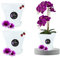 LiveLaif® - 2pcs Ø21 cm Pot Orchidée Transparent Translucide | Au Choix : Taille et Unités | Pot Transparent Orchidée (2, XL-Ø21 cm)