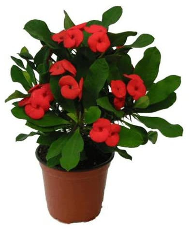 Planta Natural Corona de Cristo con Flores de Color Rojo Cactus muy Resistente