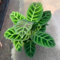 150 pcs korbmarante zimmerpflanze samen, bienenweide, topfpflanzen für draußen (Calathea zebrina) samen geschenk, blumengarten nachhaltige geschenke für frauen, hochbeet samen indoor