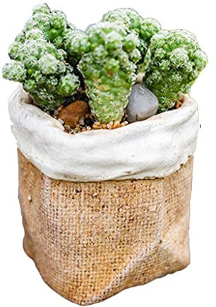 Pot de fleurs moderne en béton imitation lin pour grandes plantes d'extérieur, design unique pour un affichage élégant des plantes en couleur, 9 x 9 x 9 cm