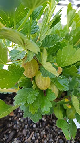 Ribes uva crispa 'Invicta' / Groseillier à maquereau Blanc/Conteneur de 2 à 2.9 litres/Petit-fruit