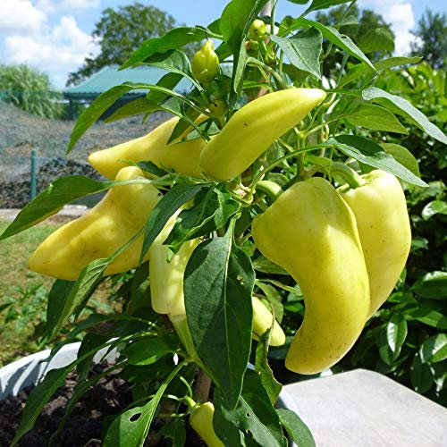 Paprika Feher Samen für ca. 20 Pflanzen - kompakter Wuchs, ungarischer Paprika