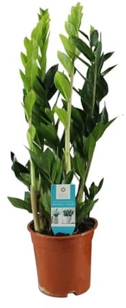 Zamioculcas mit Grünen Blättern, für Innenräume, Grün, Ø17cm, 65cm
