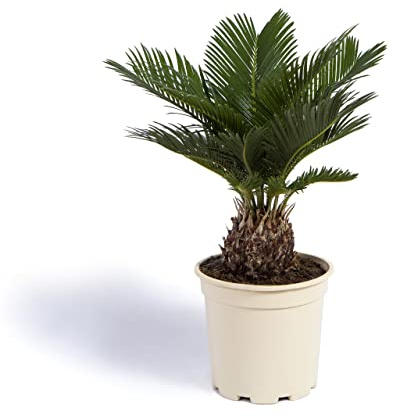 Cool Green - Plantas Naturales - Cycas Revoluta