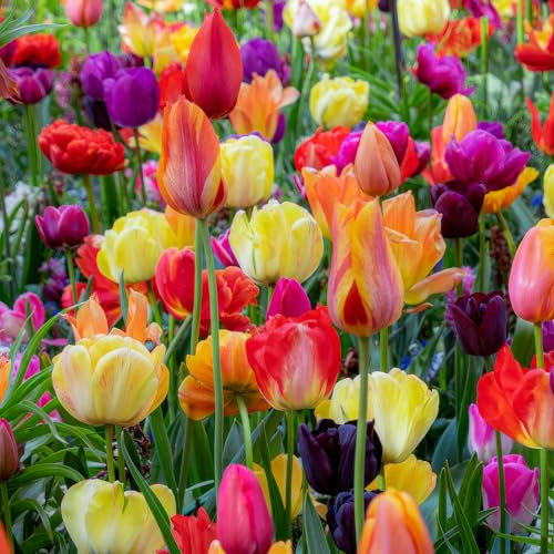 FLORIUM - Colección de primavera de bulbos de tulipán Wonderland (50 bulbos) | 15 variedades/colores | Mezcla de Holanda, resistente al invierno y decoración perenne para jardín, balcón, macetas (sin