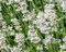 Graines de fleurs de lavande 100 pièces blanches