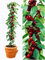 20pcs / bolsa de semillas de frutas de la cereza dulce Sylvia vertical cereza autofértiles semillas de árbol enano maceta jardín de su casa:Seeds Only