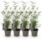 GreenboutiQ - Bambou - Fargesia Black Dragon - Vert - 4 Plantes - Persistant - Non envahissant - Pot 14cm Hauteur 35cm