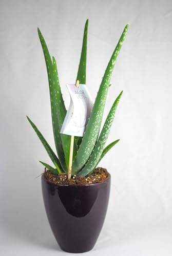 Echte Aloe Vera,medizinisch,ca.45cm, große Pflanzen im 14er Keramiktopf,2 Farben wählbar (berry/brombeer)