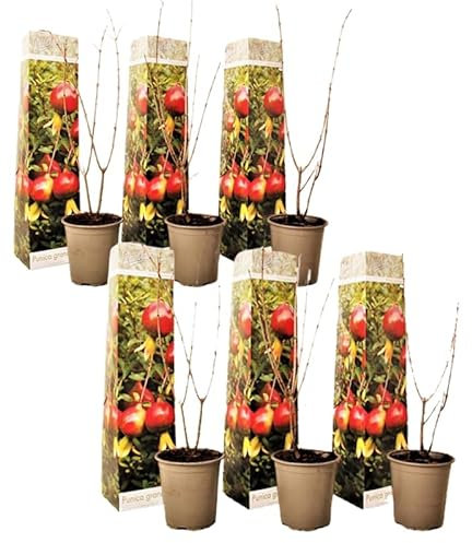 Plant in a Box - Punica Granatum - 6er Set - Granatapfelbaum obst pflanzen - Topf 9cm - Höhe 25-40cm