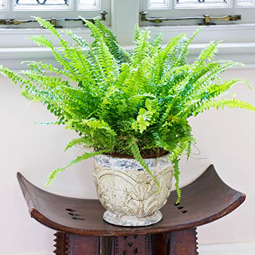 YouGarden Boston Fern Houseplants, Nephrolepis exaltata 'Green Moment', 3 x Established Indoor Plants in 12cm Pots, Ready to Display