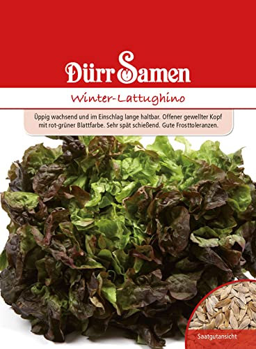 Winter Lattughino Samen Salatsamen Salat Garten Hochbeet Gemüse ca 500 Korn Saatgut Dürr Samen