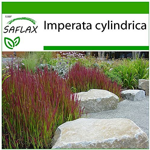 SAFLAX - Gräser-Bambus-Japanisches Blutgras - 50 Samen - Mit keimfreiem Anzuchtsubstrat - Imperata cylindrica