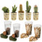 vdvelde.com - Kaktus Terrarium pflanzen Set - 5 Pflanzen - - 5 Kakteen- Komplettes DIY-Set- Ohne Glas
