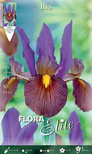 BULBI AUTUNNALI IRIS HOLLANDICA EYE OF THE TIGER CONFEZIONE DA 10 BULBI BULBS BULBES