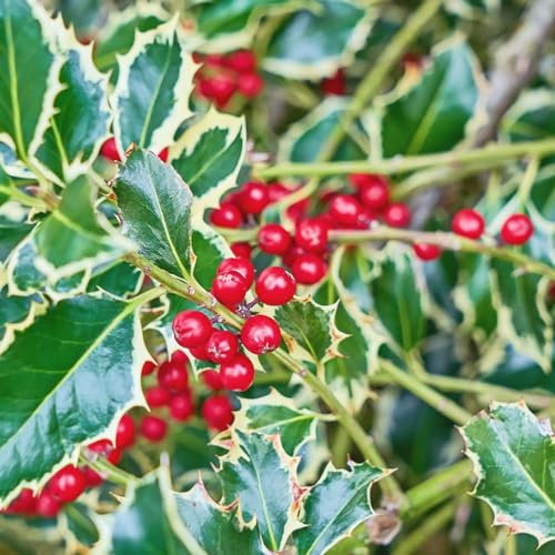 75 pcs stechpalme deko Samen pflanzensamen Ilex aquifolium, garten geschenke für männer deko pflanze zimmerpflanzen winterharte stauden mehrjährig bäume garten winterhart gartenpflanzen