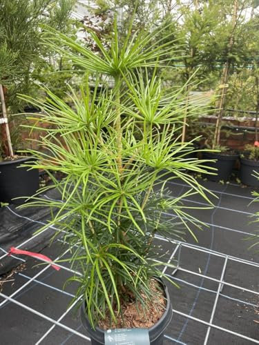 Umbrella Pine | Sciadopitys Verticillata | Rare Japanese Umbrella Pine Tree - Compact Evergreen - 40-60cm Tall