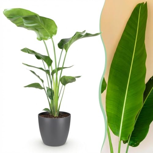 Strelitzia Nicolai - Paradiesvogelblume - Pflegeleicht - Grün - mit Potter Grey - 110-120cm - Øter Grijs - Pot 21cm - Zimmerpflanze - - Pflanze mit Topf
