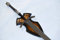 LOTR Herr Der Ringe Witch King Schwert mit ein Hoelzernes Display Enthalten