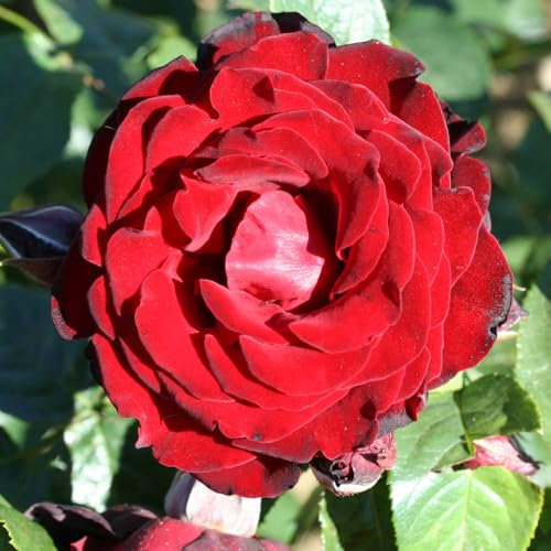 Harkness Roses, Rose Dublin Bay 4 Litre Potted