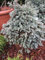 Chamaecyparis pisifera Blue Planet - Blaue Kugelzypresse Blue Planet