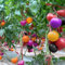 200 Stück Regenbogen-Tomatensamen für den Garten, köstliche Obst- und Gemüsepflanze, Heimdekoration für die Gartenbepflanzung Regenbogen