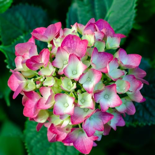 100 piezas semillas de hortensia hortensia bola de nieve resistente, pared de plantas semillas de prado de flores balcón invernadero macetas semillas de arboles de maceta bonsai plantas