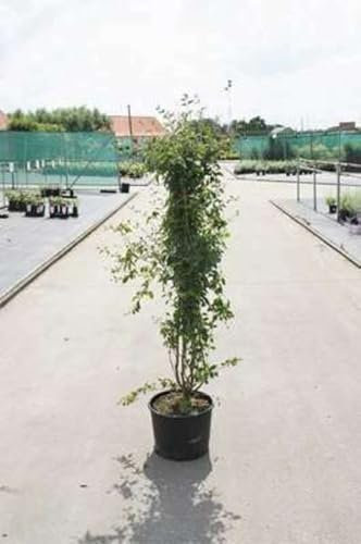 Syringa vulg. 'Mme Lemoine' - Flieder 50-60 cm - Container